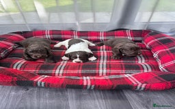Cocker Spaniel dogs for sale: Cocker spaniel puppies  - Image 4