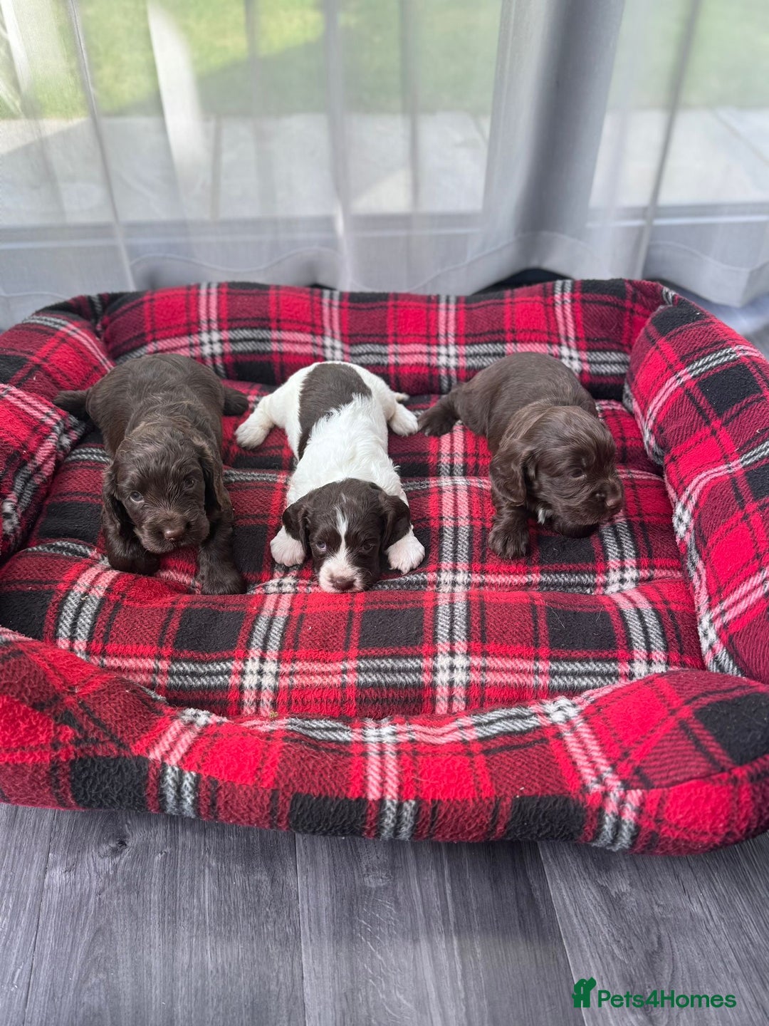 Cocker Spaniel dogs for sale: Cocker spaniel puppies  - Image 4