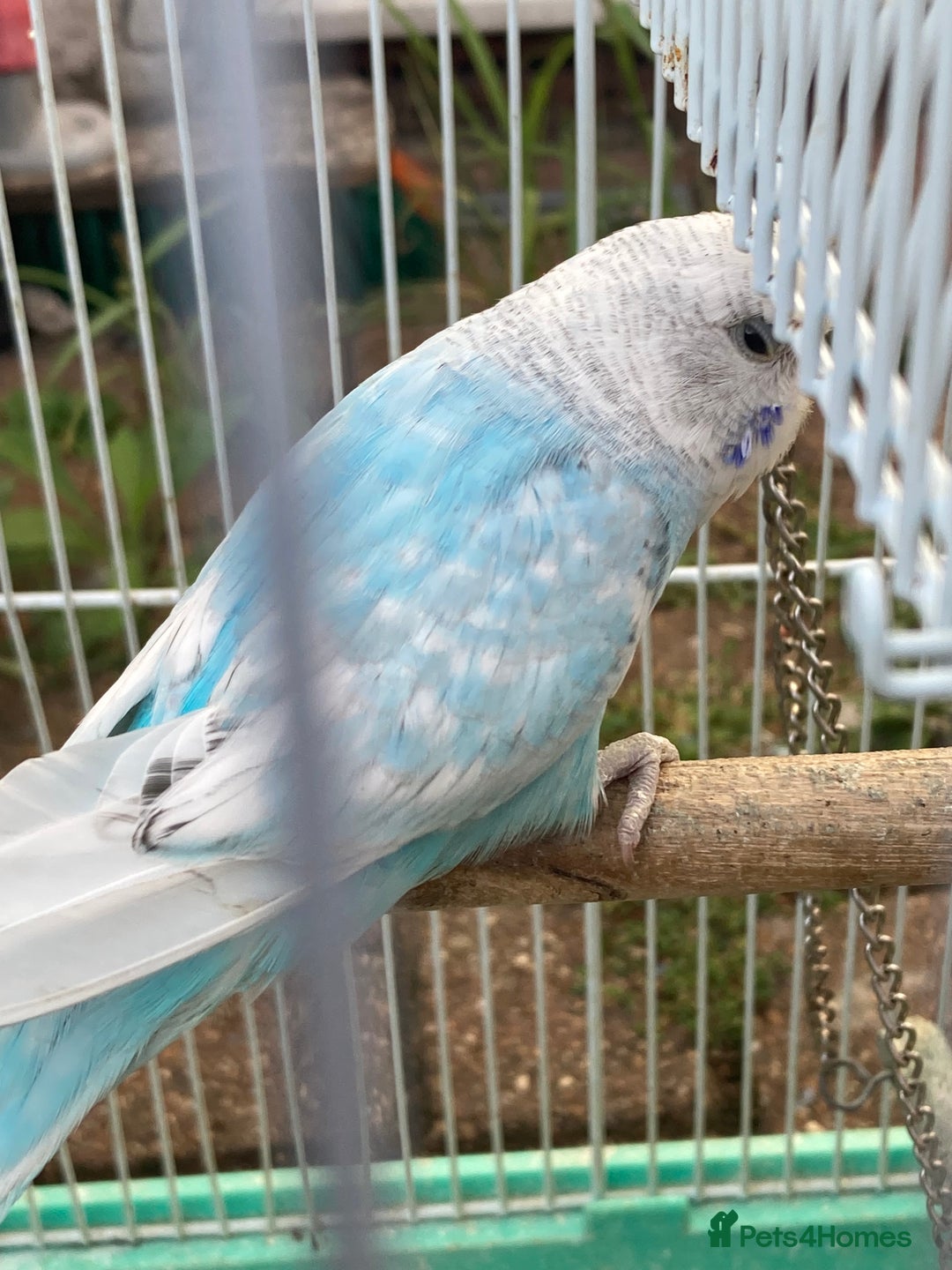 Budgerigars birds for sale: Young budgies for sale in Norbury - Image 11