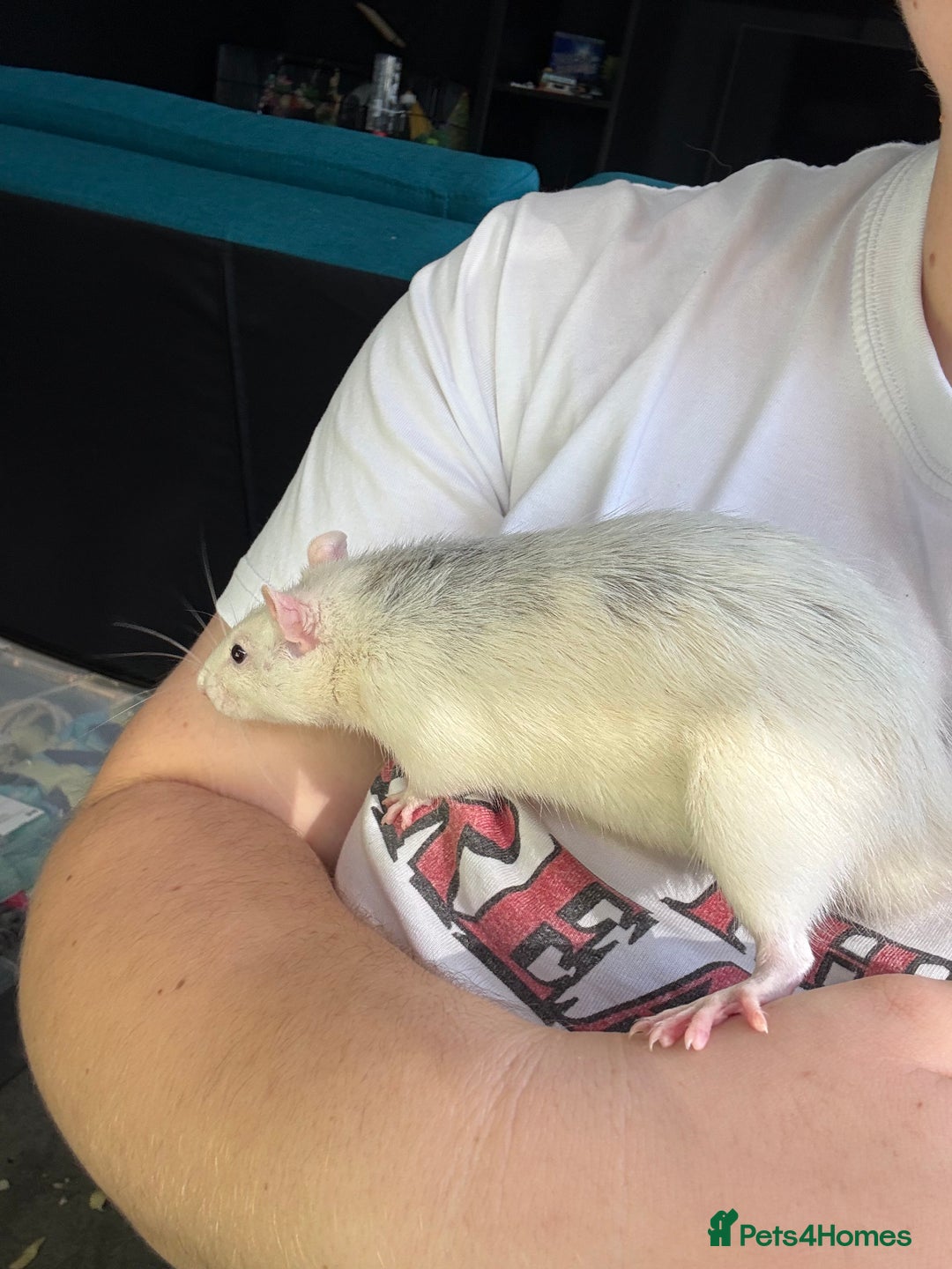 Rat rodents for sale: X2 male Rats  - Image 1
