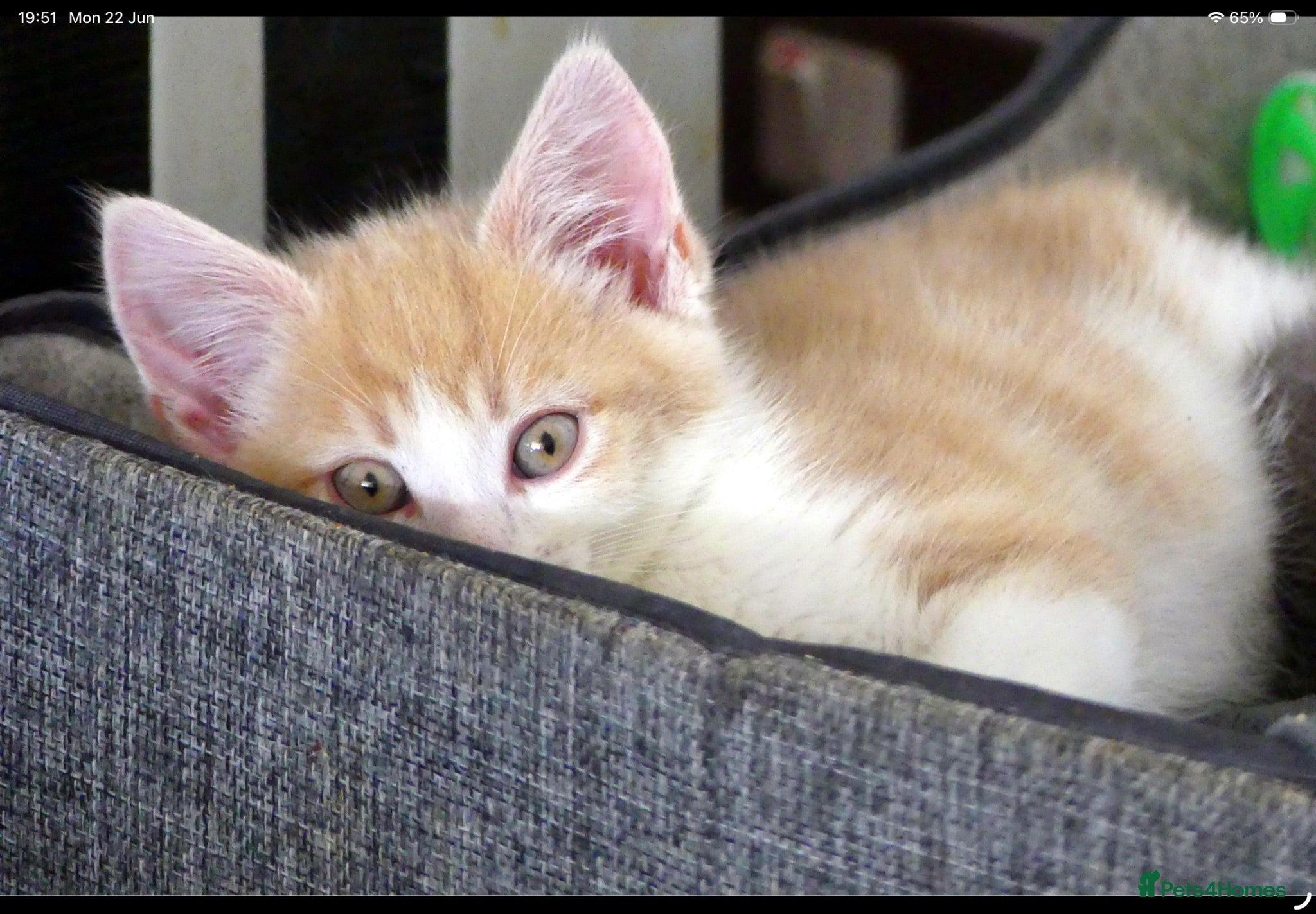 Mixed Breed cats Adorable Ragdoll x Maine Coon mix kittens  - Advert 14
