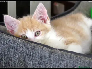 Mixed Breed cats Adorable Ragdoll x Maine Coon mix kittens - Advert 14