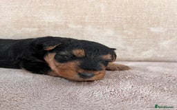 Welsh Terrier dogs for sale: Top Quality Welsh Terrier Male Puppies for Sale - Advert 10