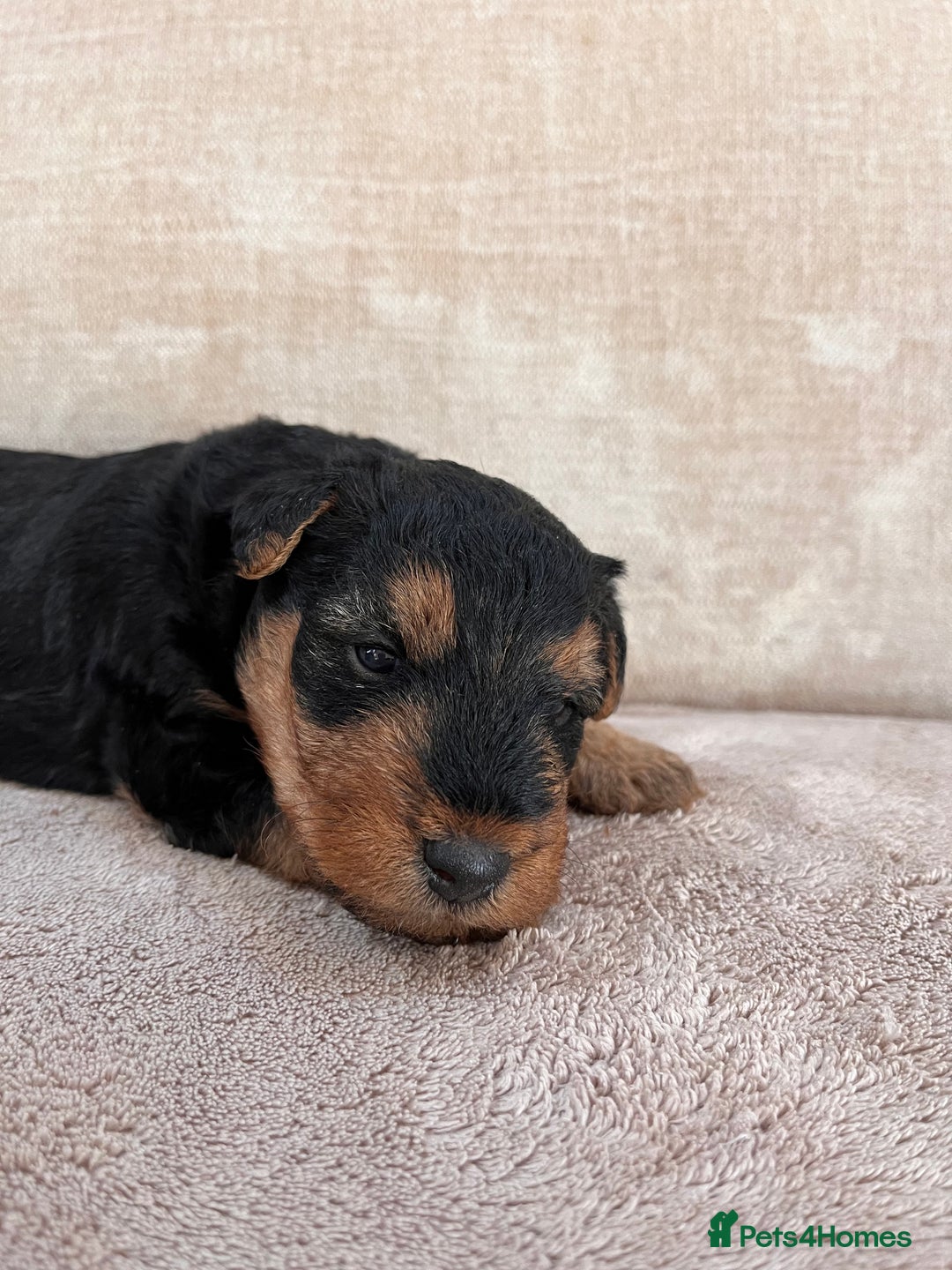 Welsh Terrier dogs for sale: Top Quality Welsh Terrier Male Puppies for Sale - Advert 10