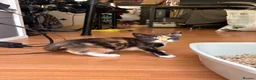 Mixed Breed cats for sale: Adorable kittens ready for loving homes - Advert 29