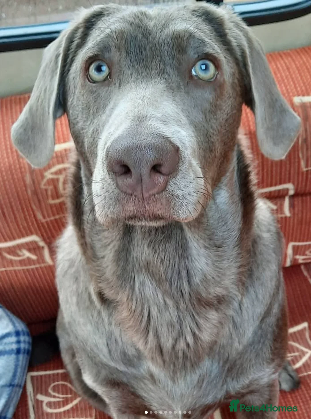 Labrador Retriever dogs for sale: **Champagne and Silver Labrador Puppies** - Advert 7