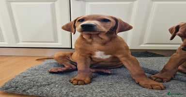 Labrador Retriever dogs in Wetherby - Advert 5