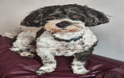 Cavachon dogs for sale: Up for adoption - Image 1