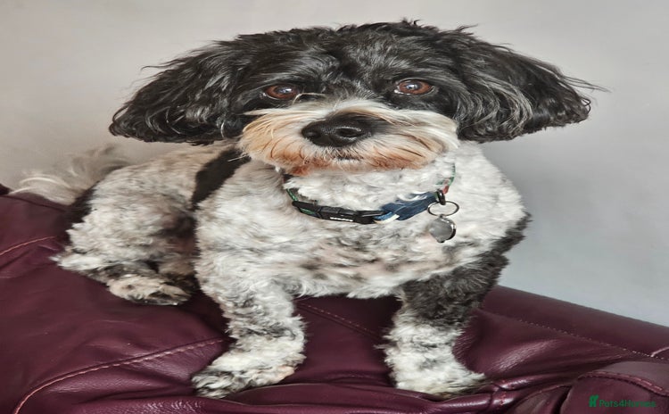 Cavachon dogs - Advert 1