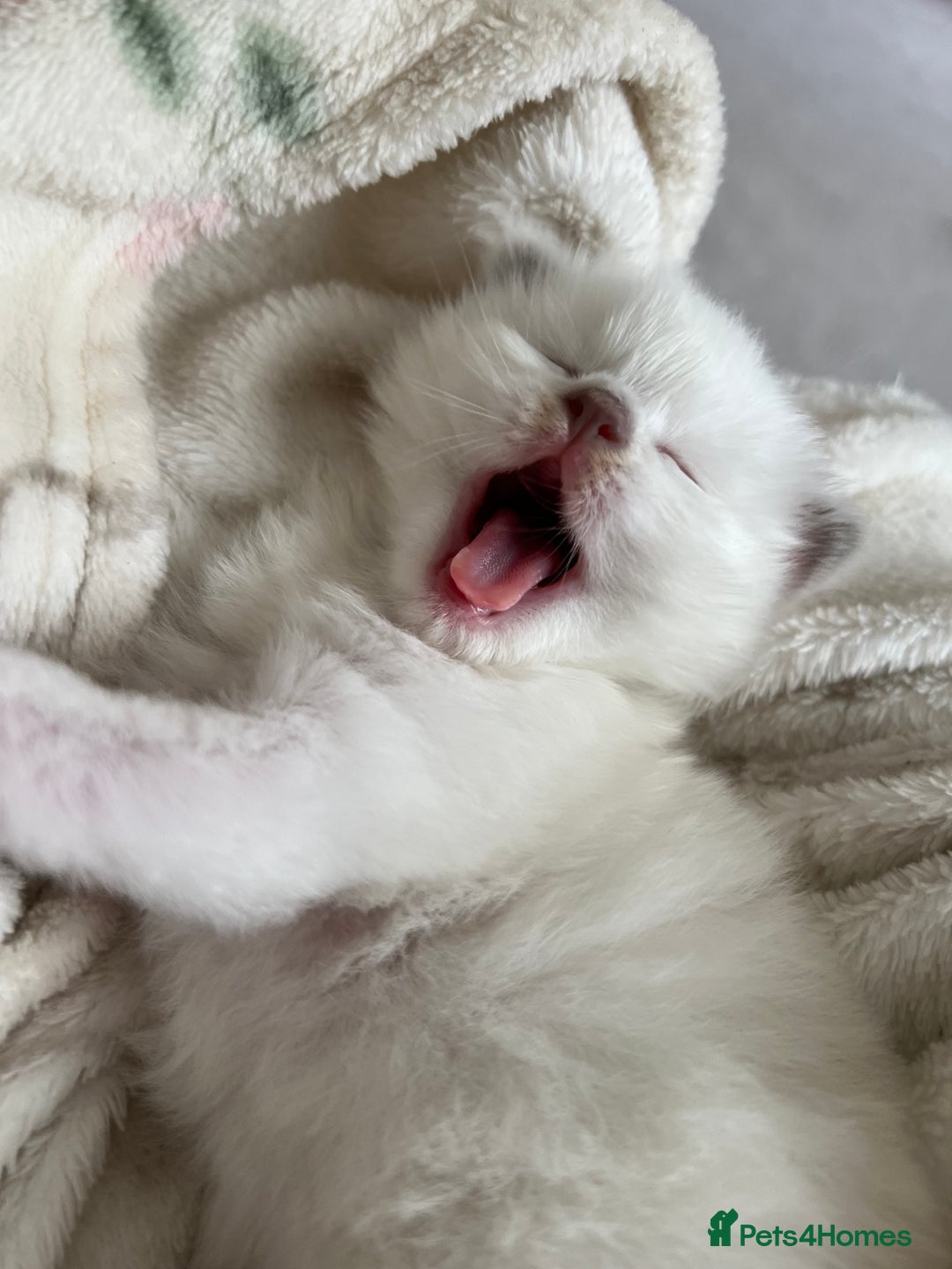 Ragdoll cats for sale: Ragdoll kittens  - Image 16