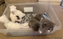 Ragdoll cats for sale: Stunning Ragdoll kittens super affectionate  - Image 17