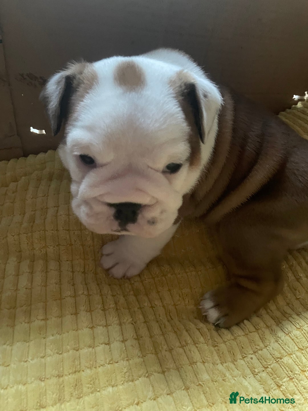 English Bulldog dogs for sale: 4 KC English Bulldog Puppies  - Image 5
