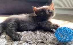 Bengal cats for sale: Mixed Stunning Bengals  - Image 19