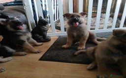 German Shepherd dogs for sale: Beautiful German Shepherd Puppies - Image 15