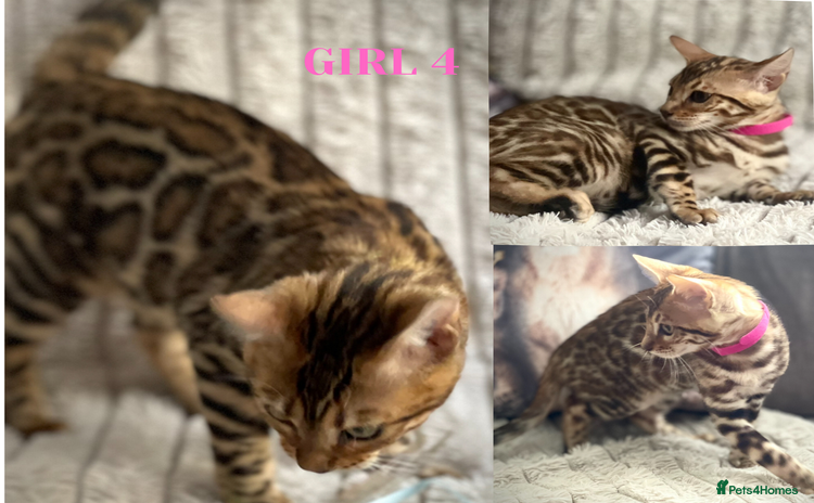 Bengal cats - Advert 2