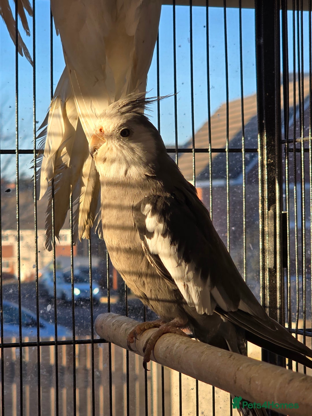 Cockatiels birds for sale: Cocatiels for sale.  - Advert 6