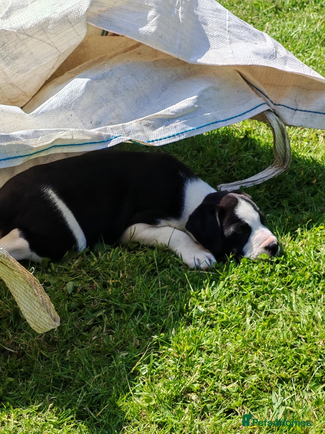 Mixed Breed dogs for sale:  ALL PUPPIES NOW SOLD - Image 7
