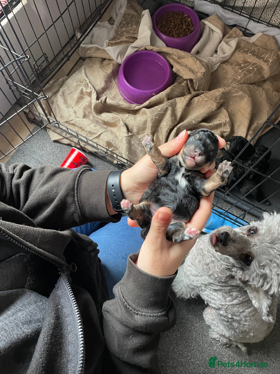 Toy Poodle dogs for sale: Gorgeous KC Toy Poodle Puppies - Image 1