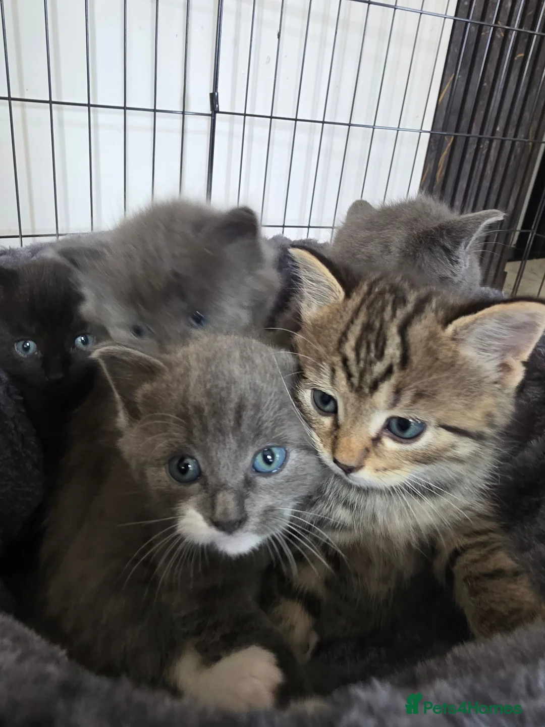 Mixed Breed cats for sale: 4 gorgeous kittens left  in Wisbech - Advert 8