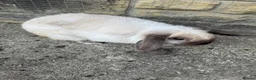 Mini Lop rabbits for sale: 8 month old seal point buck  - Advert 3
