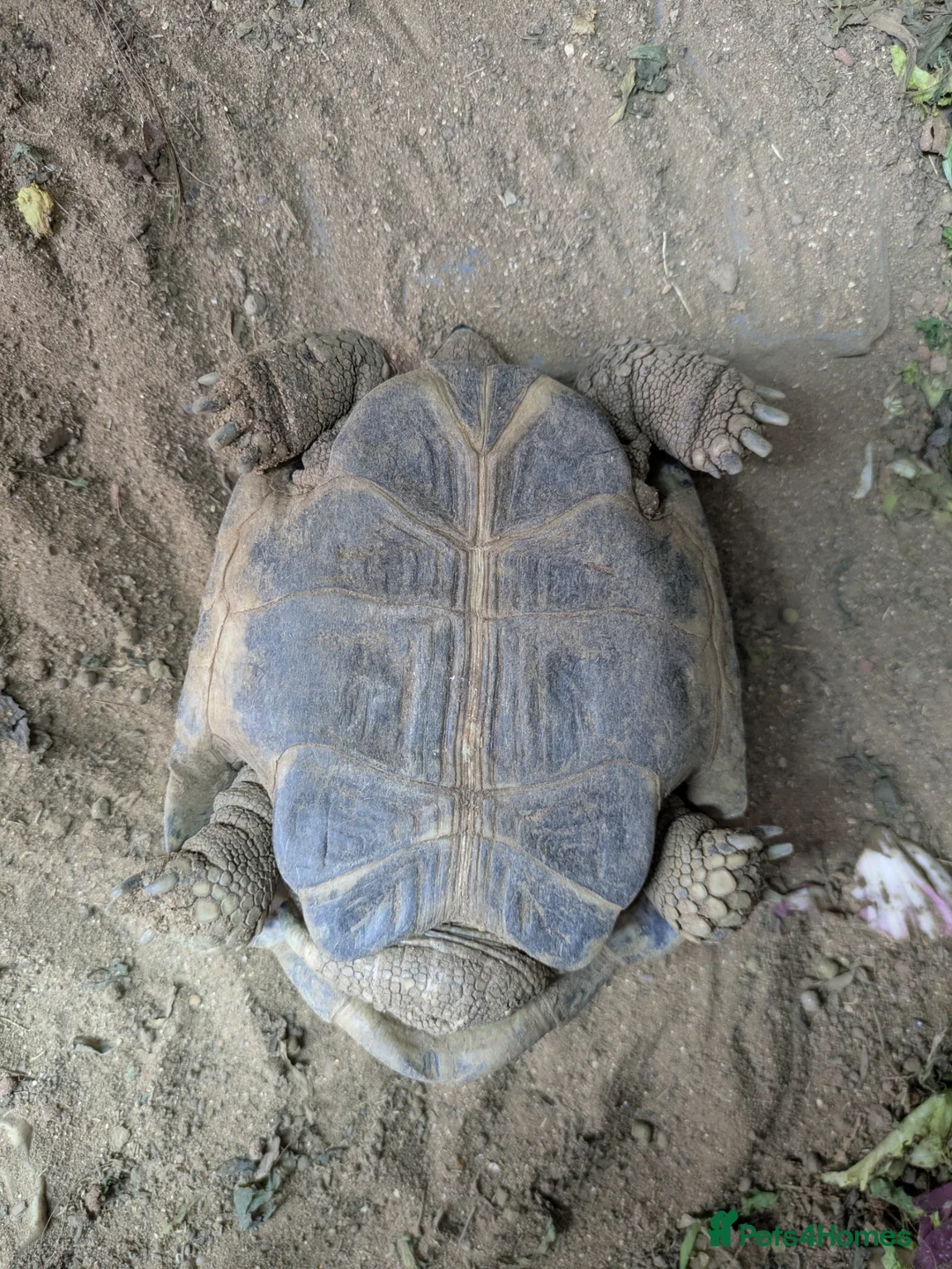 Tortoise reptiles for sale: Herman's Tortoise  in Bournemouth - Advert 4