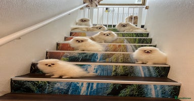 Pomeranian dogs - Advert 8