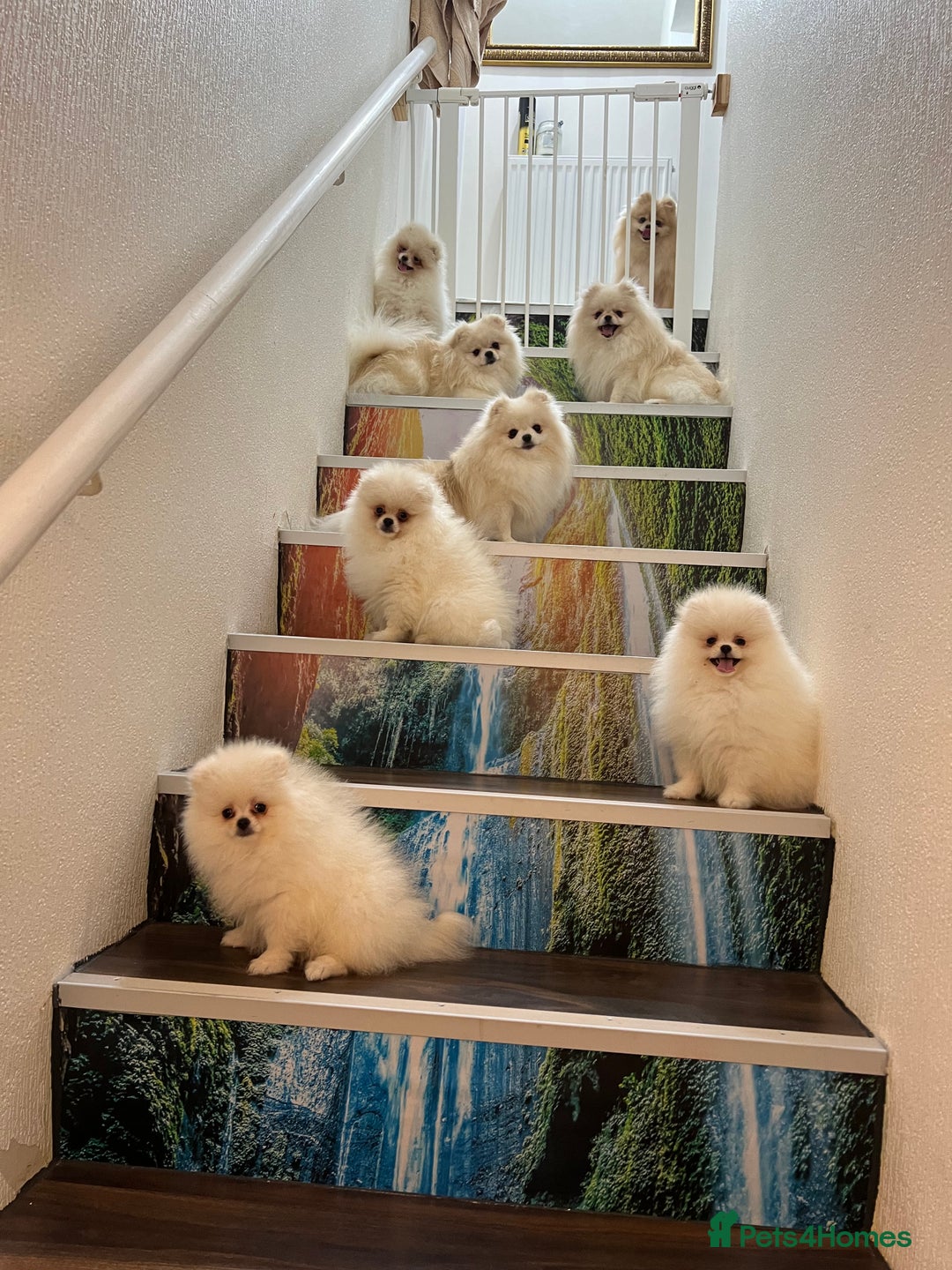 Pomeranian dogs for sale: Adorable Purebred Pomeranian Puppies – Male - Image 3