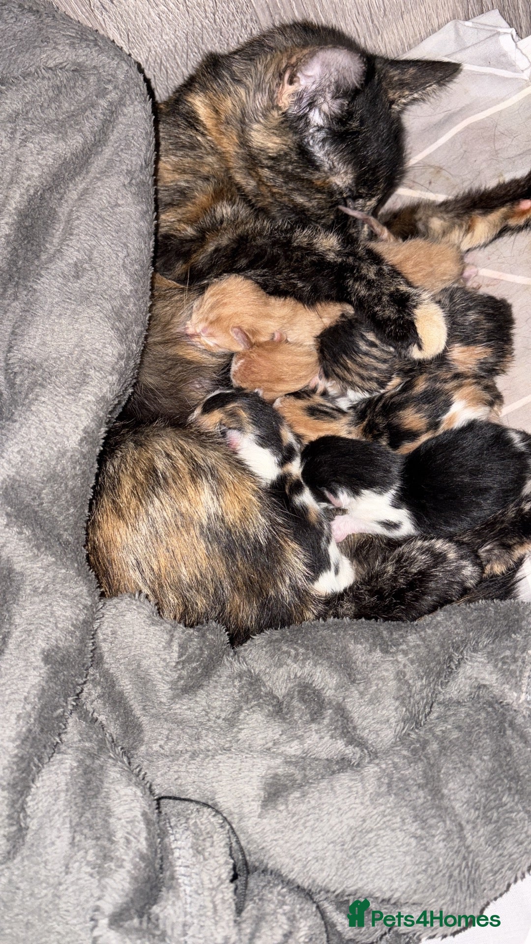 Mixed Breed cats Kittens looking4forever homes❤️ - Advert 1