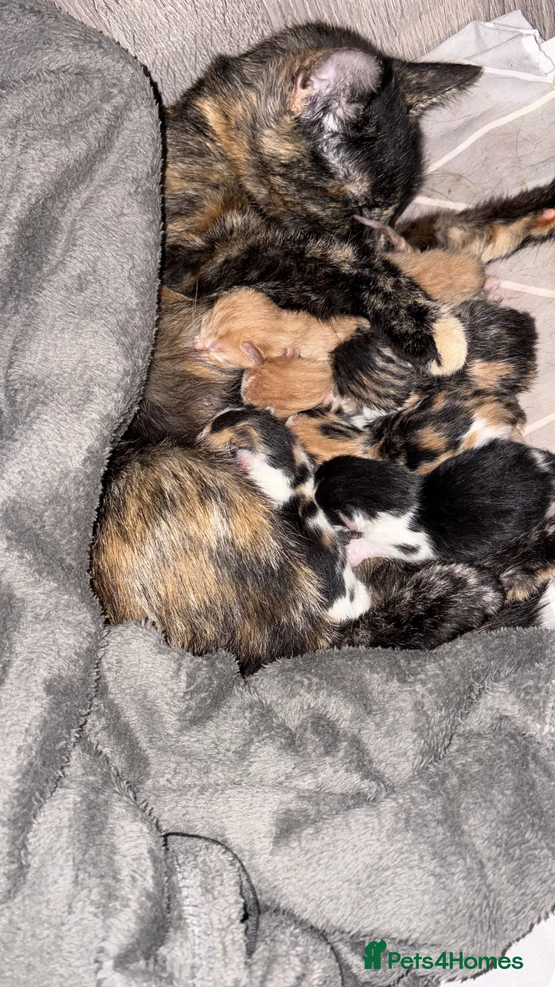 Mixed Breed cats for sale: Kittens looking4forever homes❤️ - Advert 1