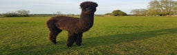 Alpaca livestock for sale: Alpacas  - Advert 4