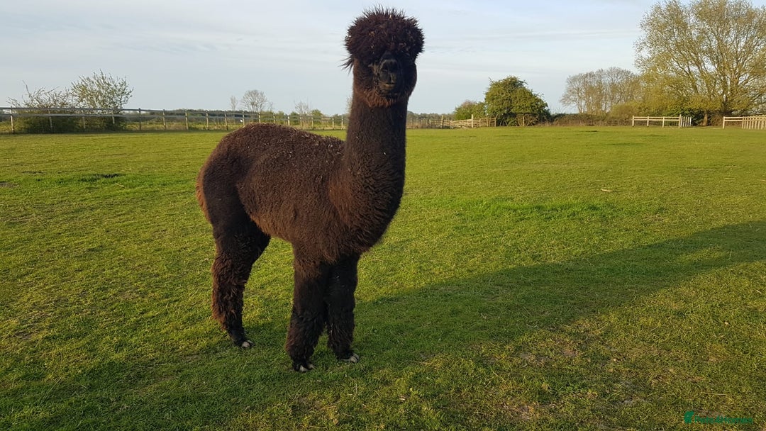 Alpaca livestock for sale: Alpacas  - Advert 4