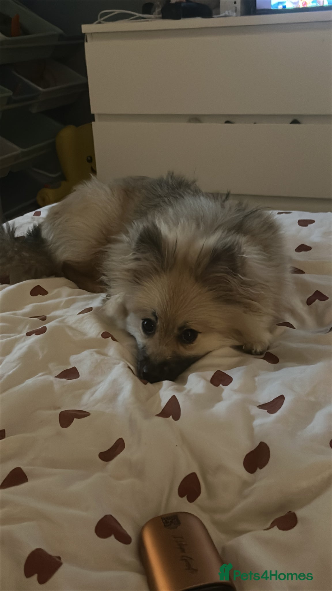Pomeranian dogs Pomeranian male for sale - Advert 10