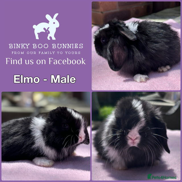 Mini Lop rabbits Baby Mini Lop Bunnies - Reserve now, collect 10/06 - Advert 12