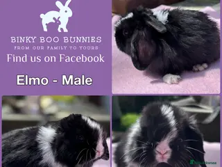 Mini Lop rabbits Baby Mini Lop Bunnies - Reserve now, collect 10/06 - Advert 12