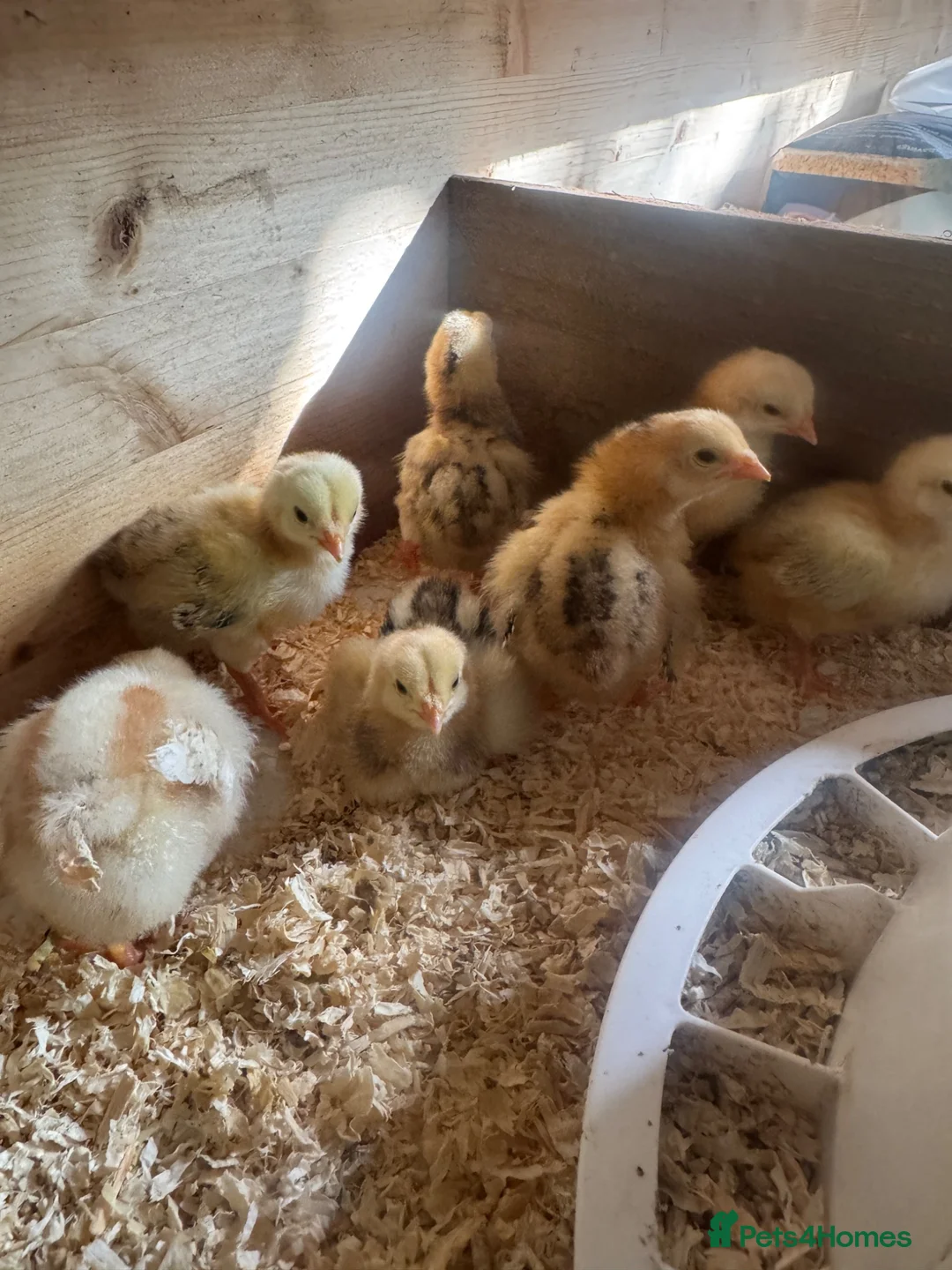 Chickens poultry for sale: Hybrid hatching eggs  in Epping - Advert 3