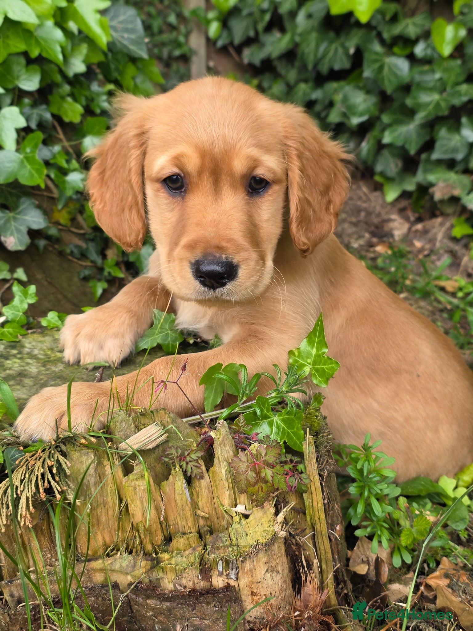 Golden Retriever dogs *Beautiful KC, DNA clear Golden retriever pups* - Advert 2