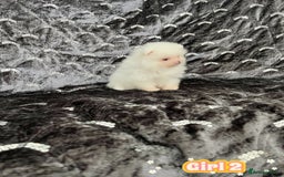 Pomeranian dogs for sale: Top Quality 🐼 Championship Lines - Image 14