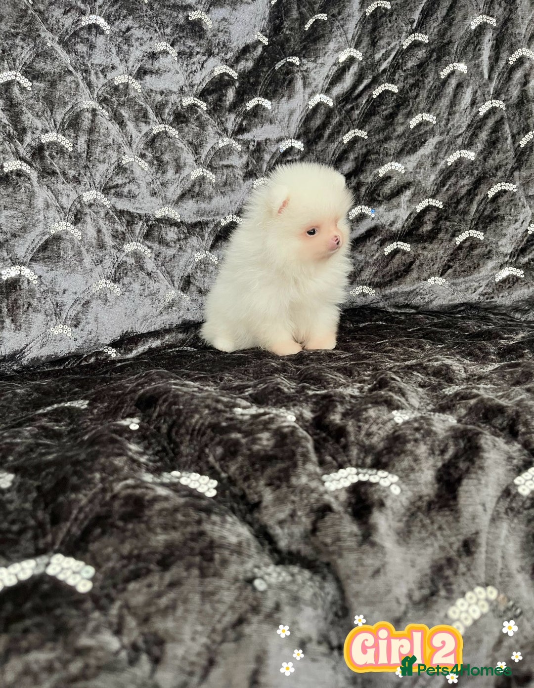 Pomeranian dogs for sale: Top Quality 🐼 Championship Lines - Image 14