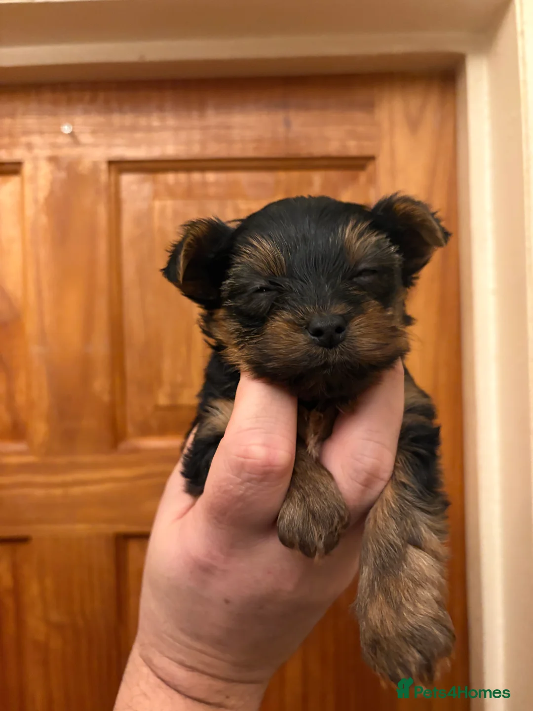 Shorkie dogs for sale: Shorkie puppies  - Advert 4