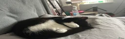 Mixed Breed cats for sale: 11 month old cat  - Advert 3