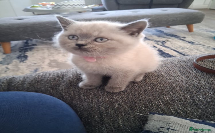 British Shorthair cats - Advert 12