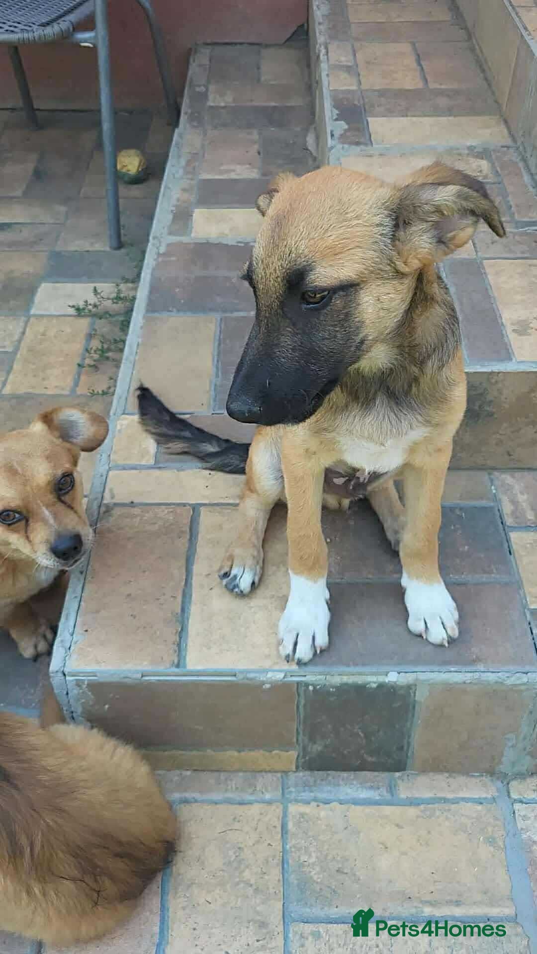Mixed Breed dogs for adoption: CADBURY 5 months M playful/loves dogs, kids, cats! - Image 14