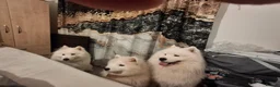 Samoyed dogs for sale: The Last Wonder Girl  - Advert 10