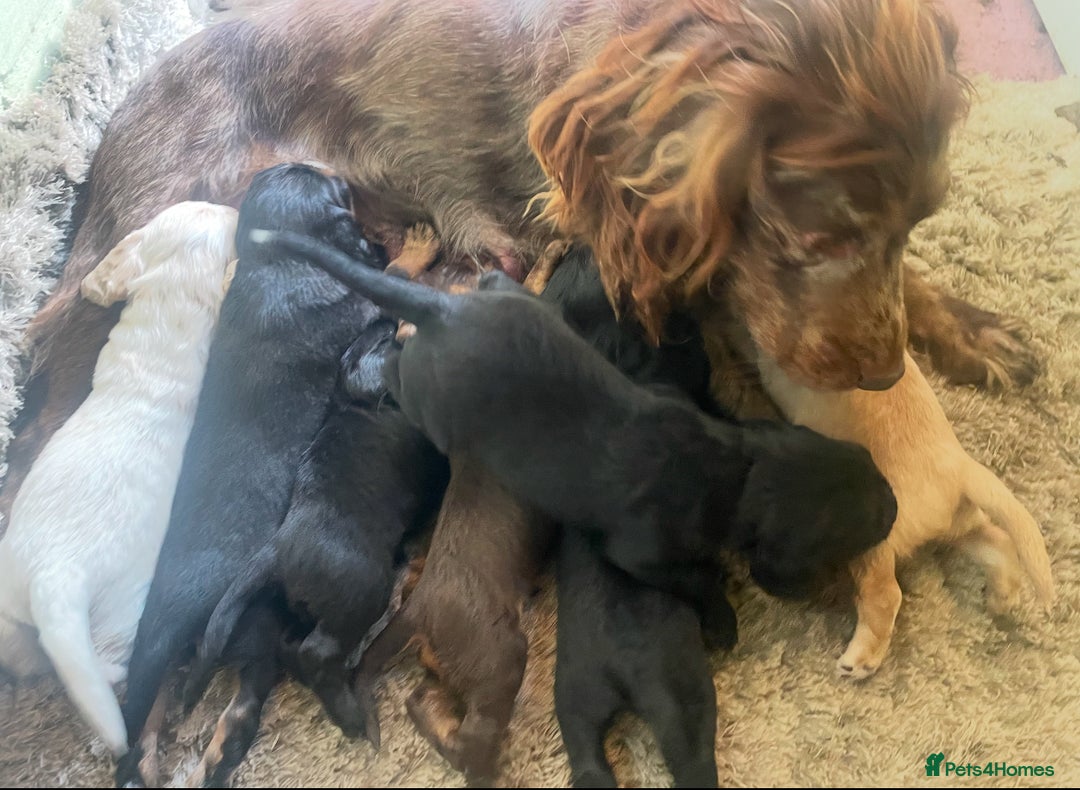Cocker Spaniel dogs for sale: 7 Beautiful Cocker Spaniel Boys - Image 25