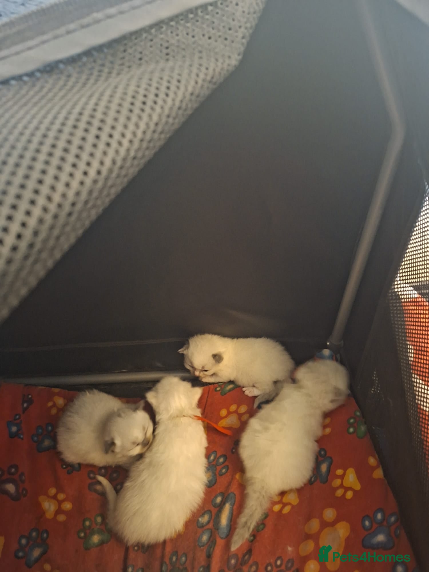 Ragdoll cats Full Ragdoll kittens 5 star indoor homes  - Advert 1