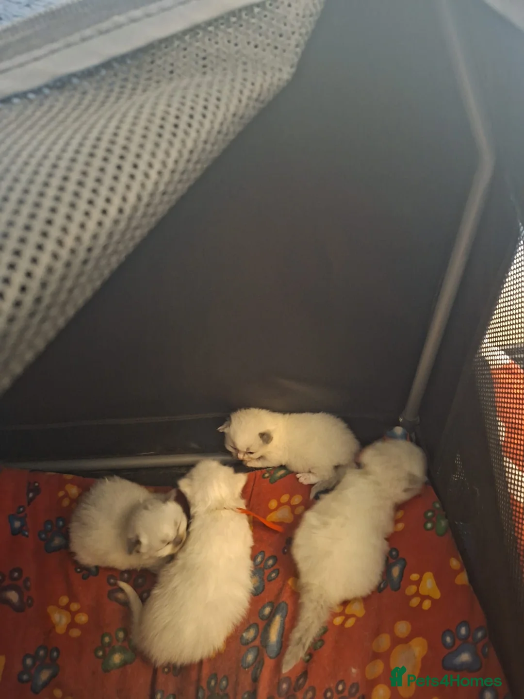 Ragdoll cats for sale: Full Ragdoll kittens 5 star indoor homes  - Advert 1