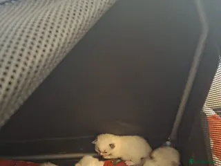 Ragdoll cats Full Ragdoll kittens 5 star indoor homes - Advert 1