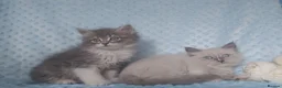 Siberian cats for sale: Pure Siberian kittens For Sale  - Advert 2