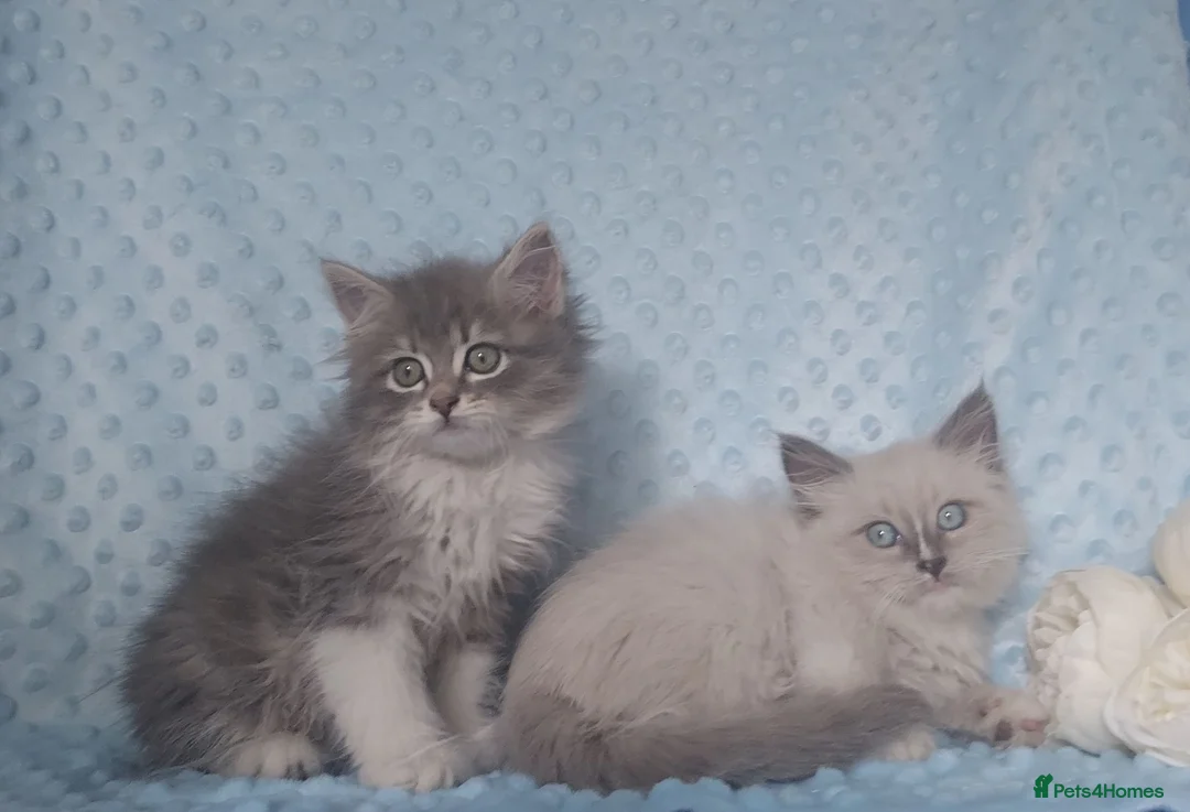 Siberian cats for sale: Pure Siberian kittens For Sale  - Advert 2