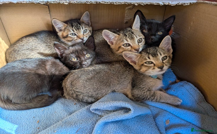 Mixed Breed cats - Advert 1